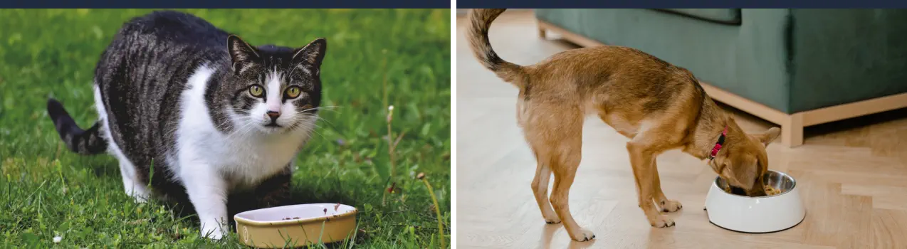 Curso de Nutrición y Dietética Veterinaria Online - Alimentación Animal