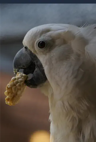 Curso de Nutrición y Dietética Veterinaria Online - Comida para Animales