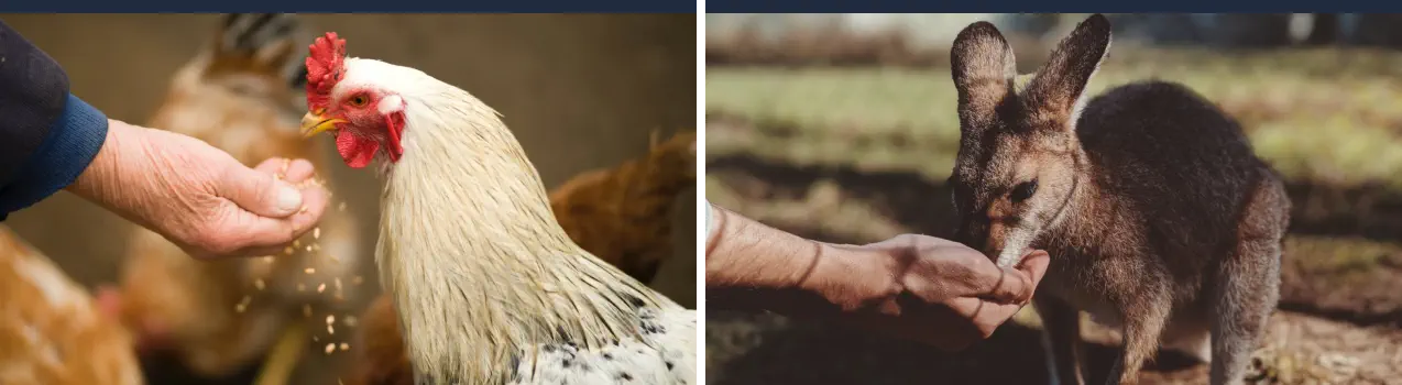 Curso de Nutrición y Dietética Veterinaria Online - Dieta de Animales