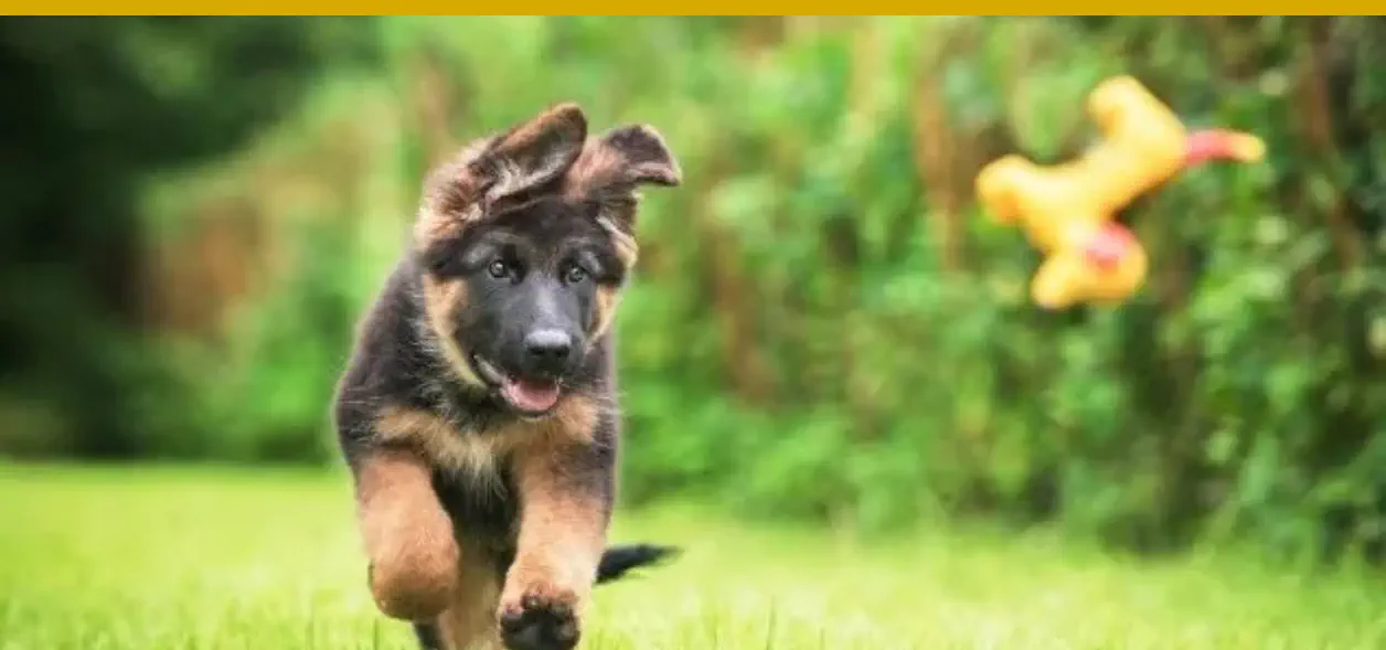 El mejor perro para Aries es el pastor alemán