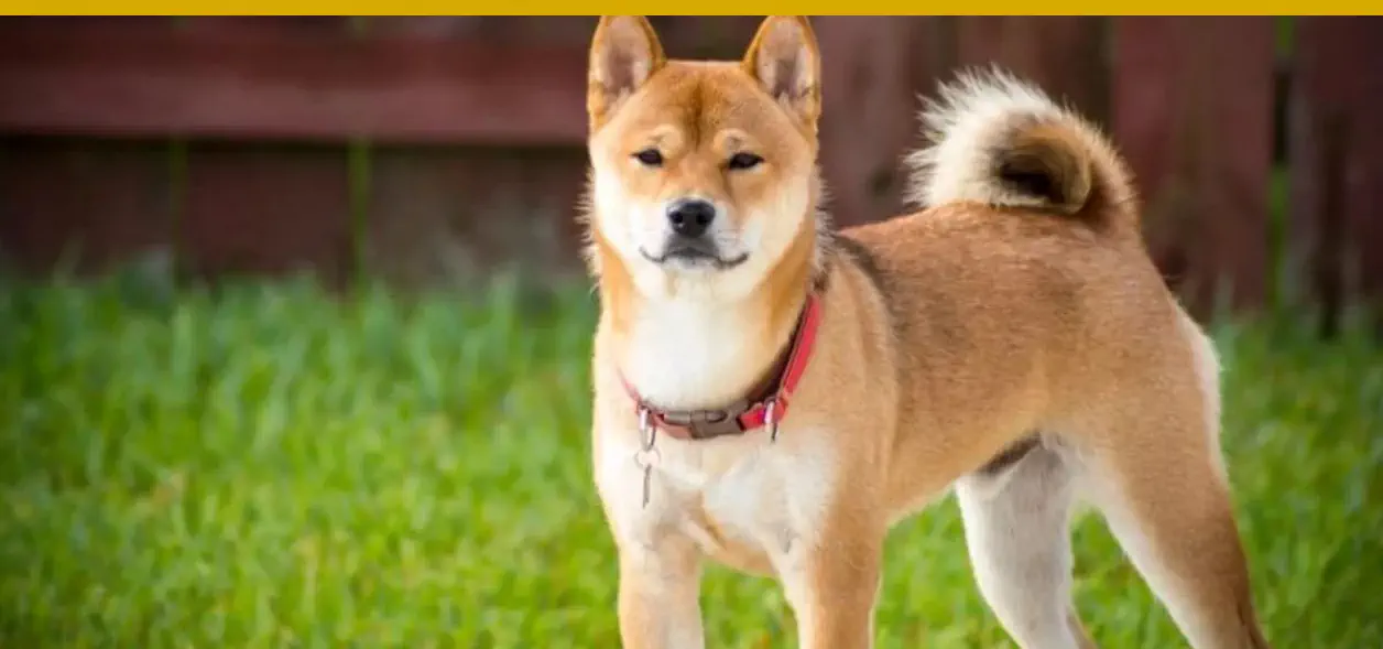El mejor perro para Capricornio es el Shiba Inu