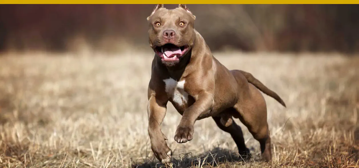 El mejor perro para Escorpio es el Pitbull