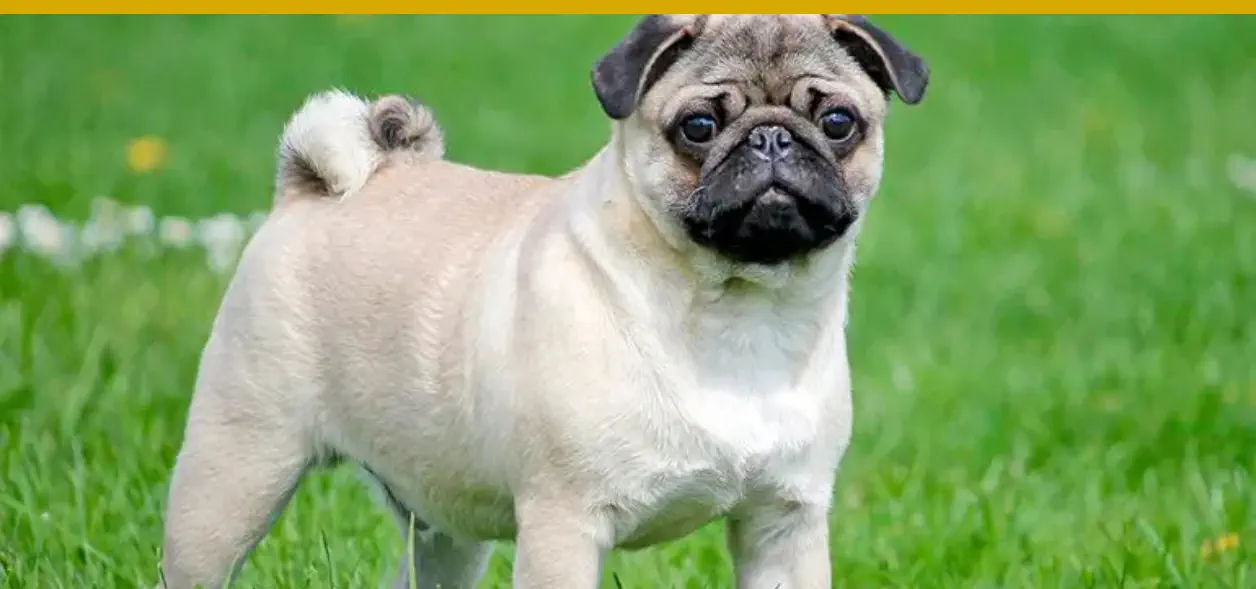 El mejor perro para Leo es un Pug