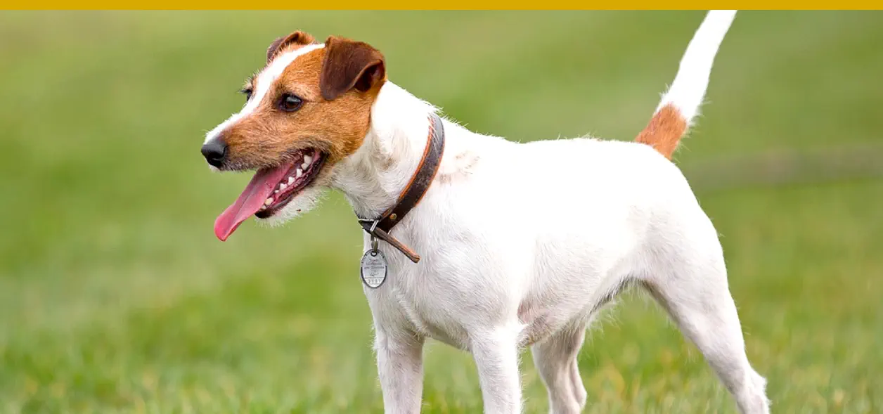 El mejor perro para Sagitario es el Russell Terrier