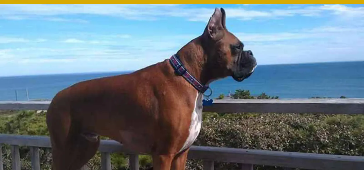 El mejor perro para Tauro es el boxer