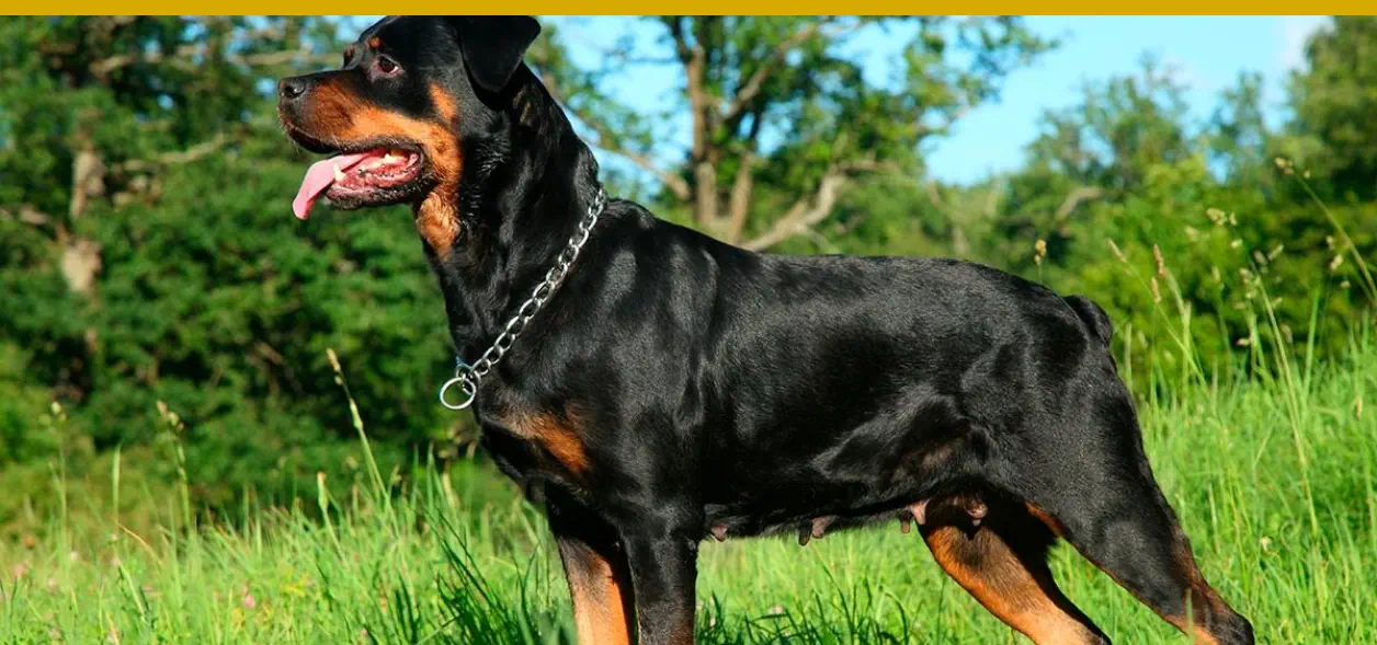 El mejor perro para signo zodiaco Cáncer es el Rotweiler