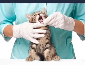 Máster en Patologías Animales Veterinarias - Curso Patólogo Veterinario