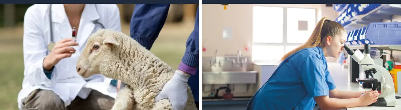Máster en Patologías Animales Veterinarias - Patólogo Animal