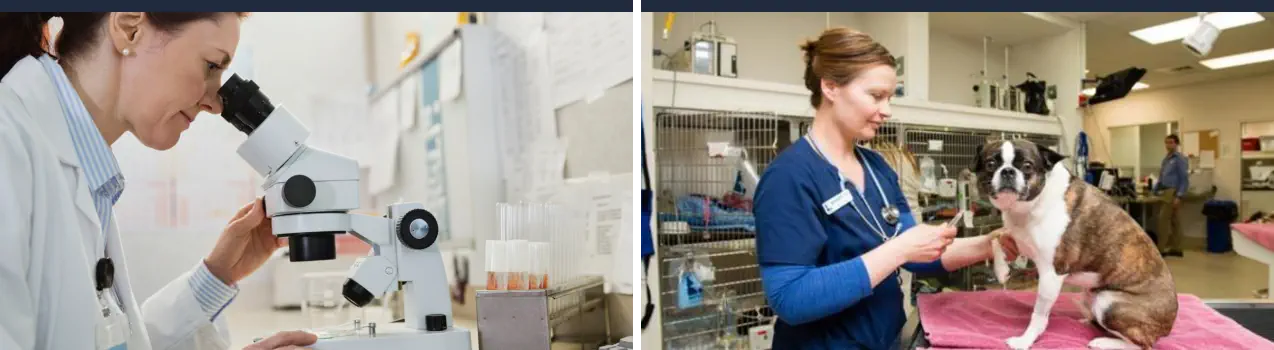Máster en Patologías Animales Veterinarias - Patólogo Veterinario
