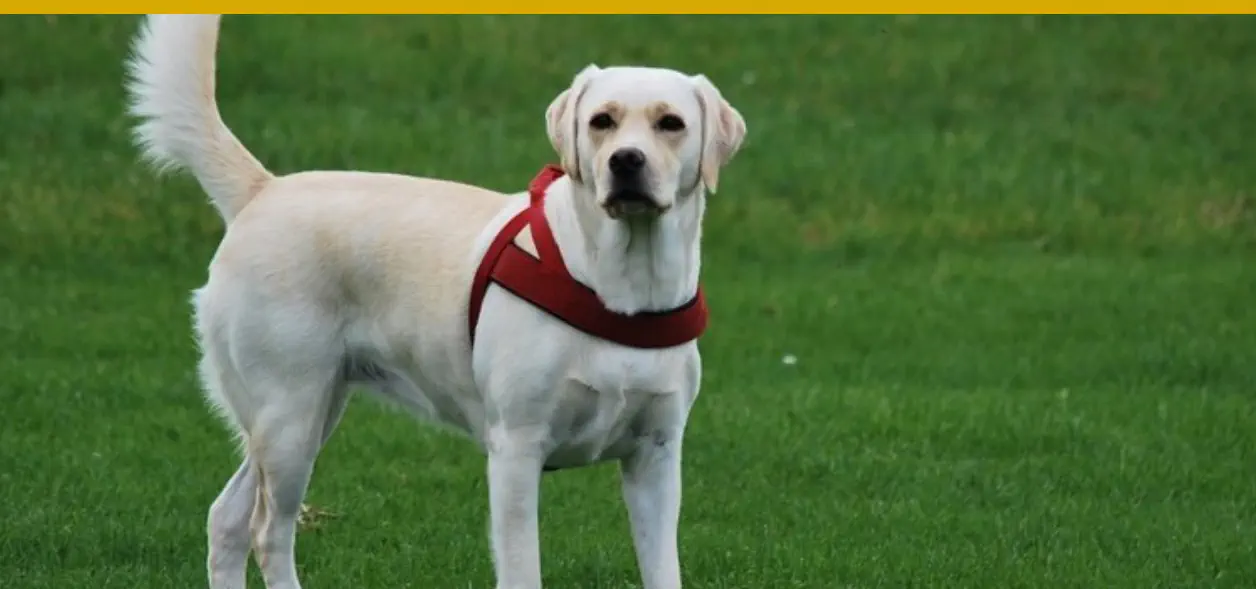 mejor perro para cada signo del zodiaco acuario