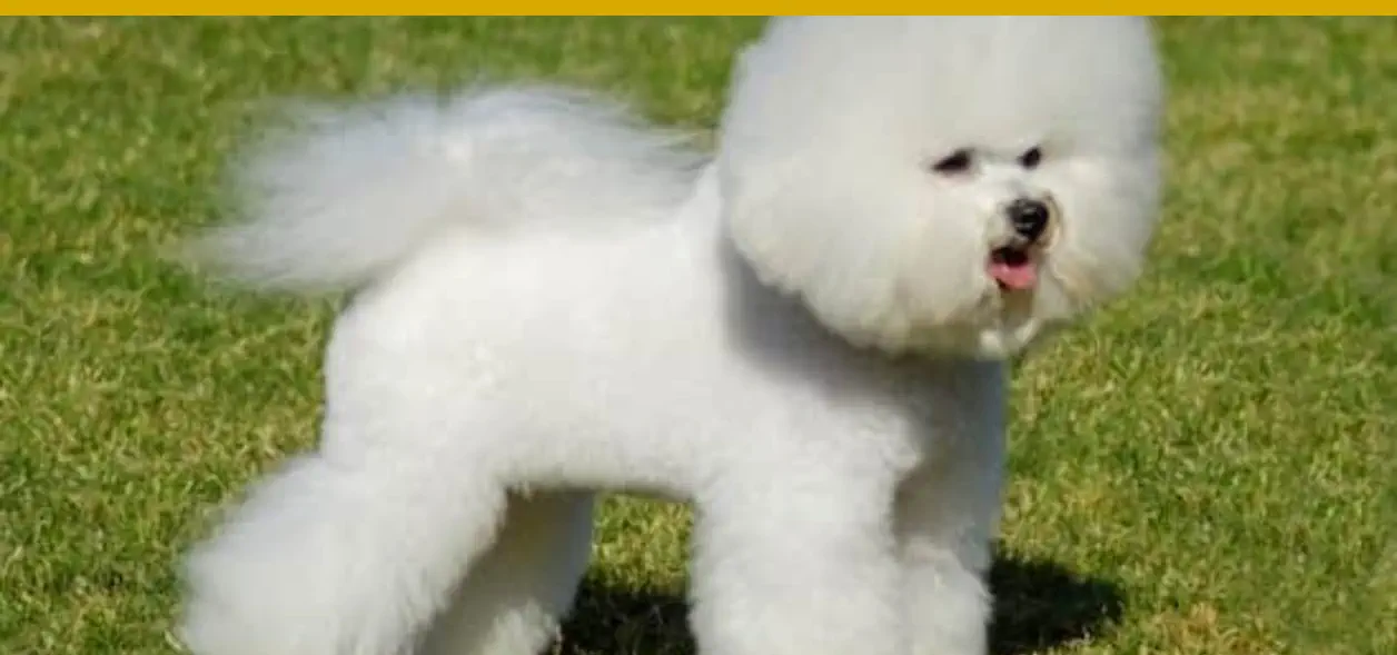 mejor perro para cada signo del zodiaco geminis