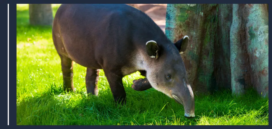 Animal Exótico - Tapir de Baird