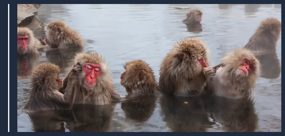 Macaco Japonés
