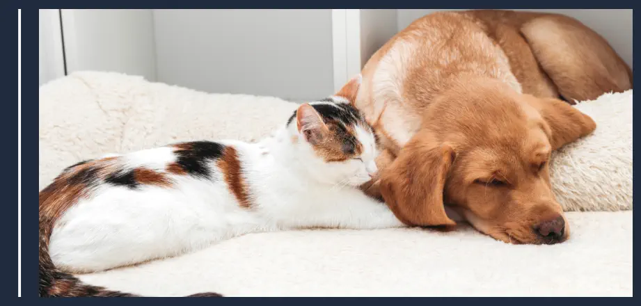 Pueden Convivir Gatos y Perros