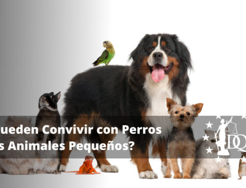 ¿Pueden Convivir con Perros los Animales Pequeños?