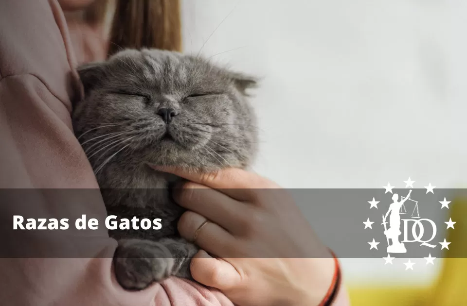 Razas de Gatos