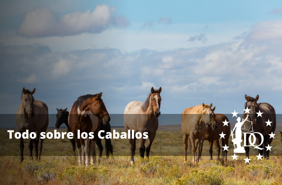Todo sobre los Caballos Todo sobre los Caballos