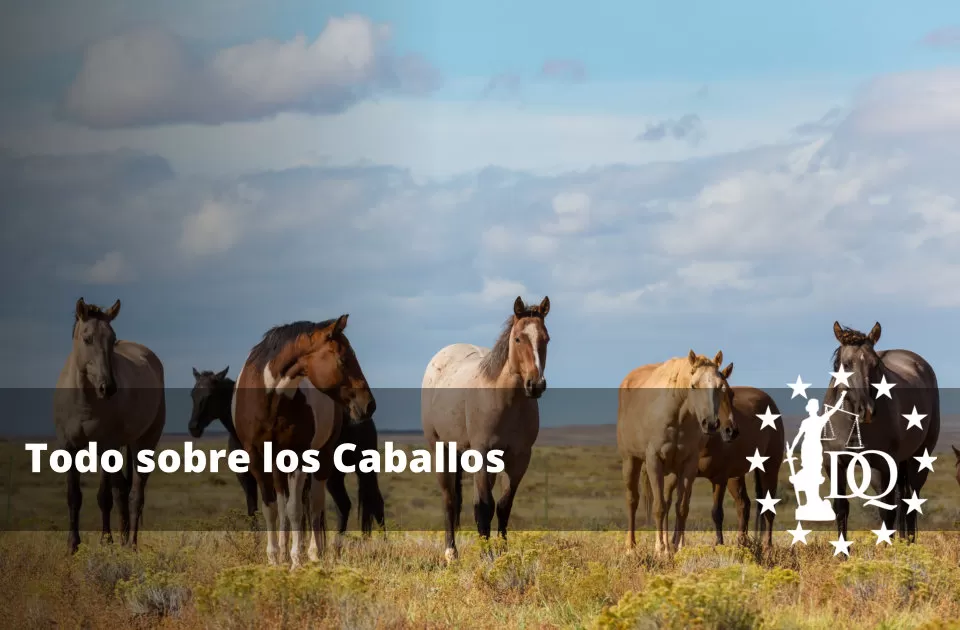 Todo sobre los Caballos