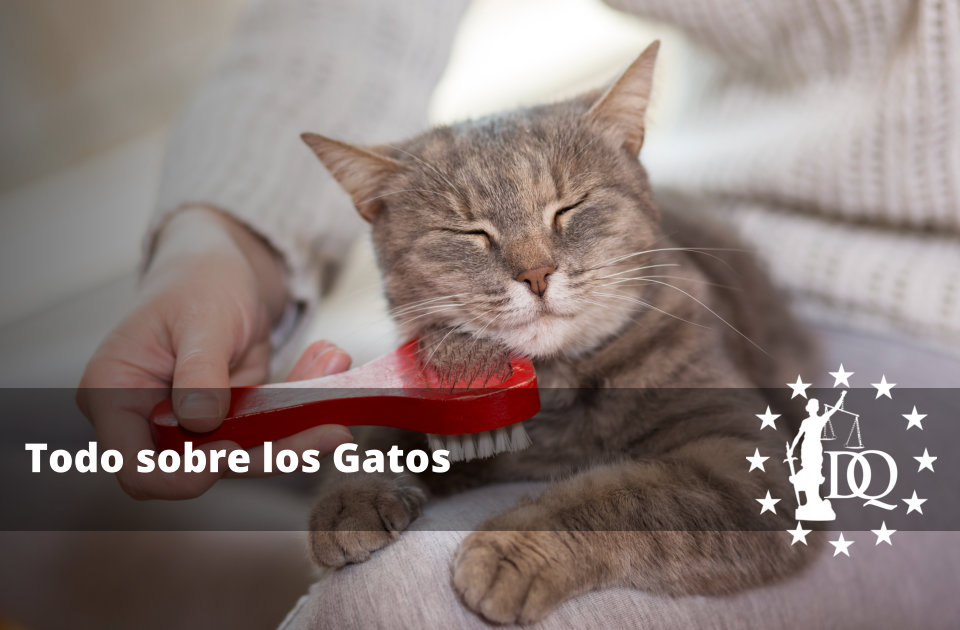 Todo sobre los Gatos Todo sobre los Gatos