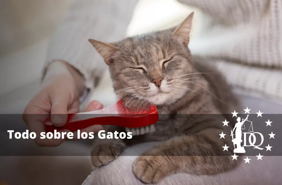 Todo sobre los Gatos