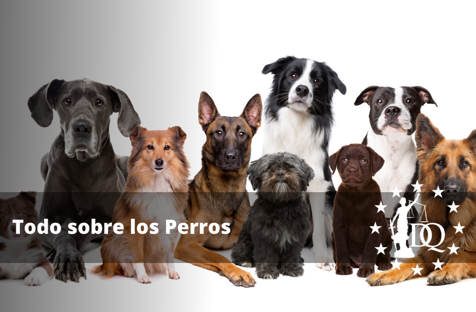 Todo sobre los Perros Todo sobre los Perros