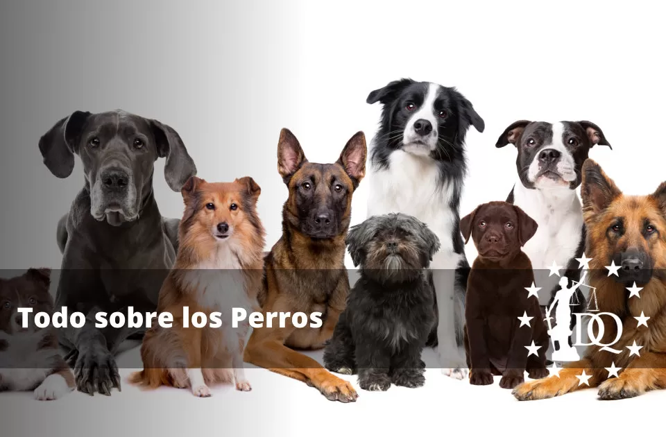Todo sobre los Perros