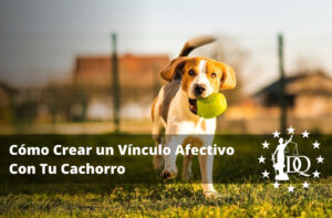 Cómo Crear un Vínculo Afectivo Con Tu Cachorro en 4 pasos