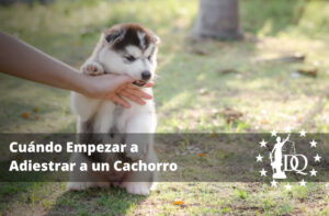 Cuándo Empezar a Adiestrar a un Cachorro: 5 Consejos