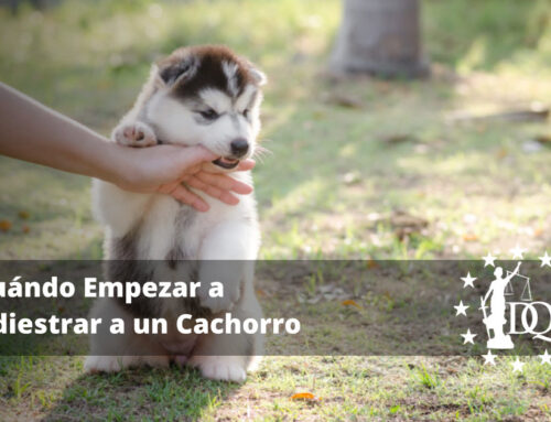 Cuándo Empezar a Adiestrar a un Cachorro: 5 Consejos