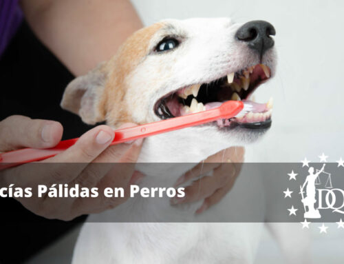 Encías Pálidas en Perros Tratamiento y Causas
