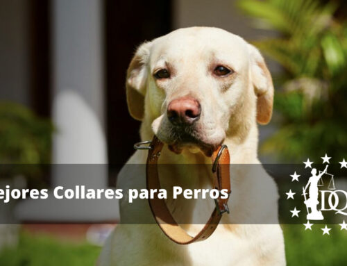 Mejores Collares para Perros Grandes y Pequeños