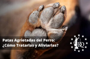 Patas Agrietadas del Perro: Cómo Aliviar y Tratar las Patas Agrietadas