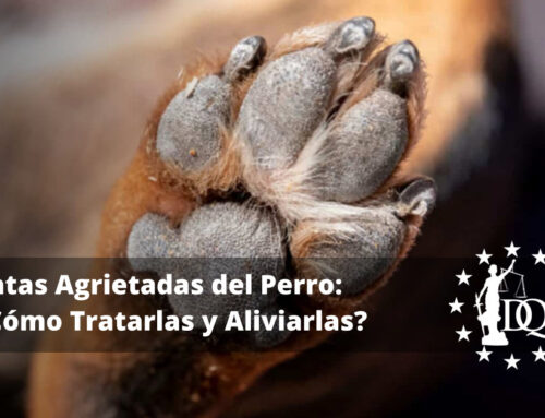 Patas Agrietadas del Perro: Cómo Aliviar y Tratar las Patas Agrietadas