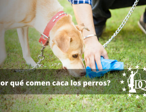 ¿Por Qué Comen Caca los Perros? 5 Razones