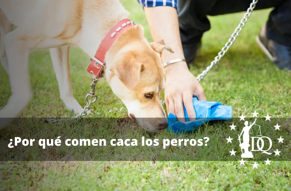 Por qué comen caca los perros