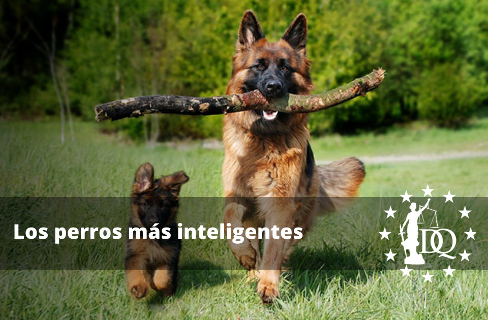 perros más inteligentes