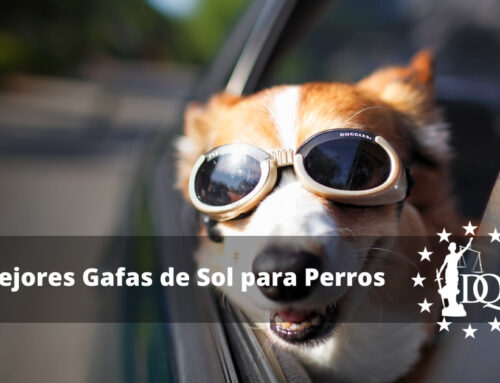 4 Mejores Gafas de Sol para Perros Grandes y Pequeños