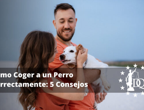 Cómo Coger a un Perro Correctamente: 5 Consejos