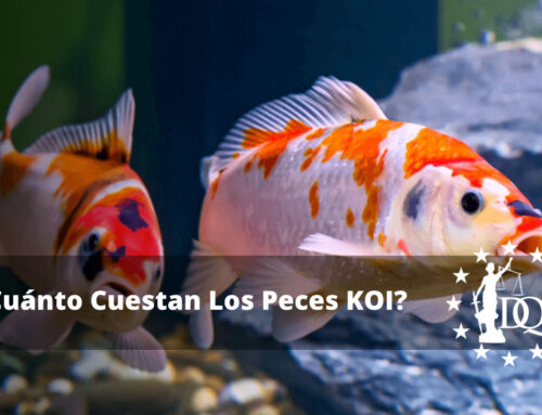 ¿Cuánto Cuestan Los Peces KOI? Precios de los Peces KOI