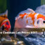 Cuánto Cuestan Los Peces KOI Precios de los Peces KOI