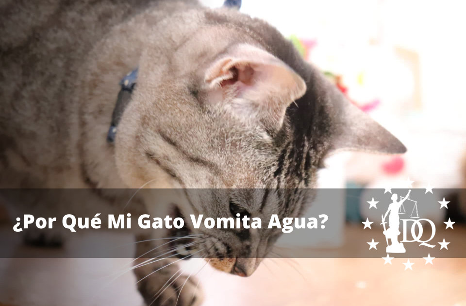 Por Qué Mi Gato Vomita Agua Qué Hago