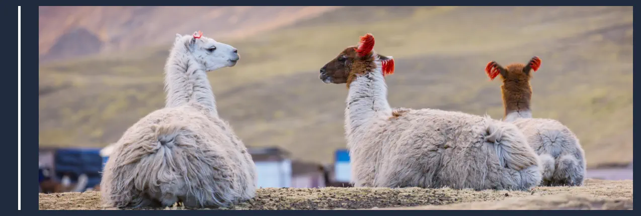 Animales de Granja - Llamas