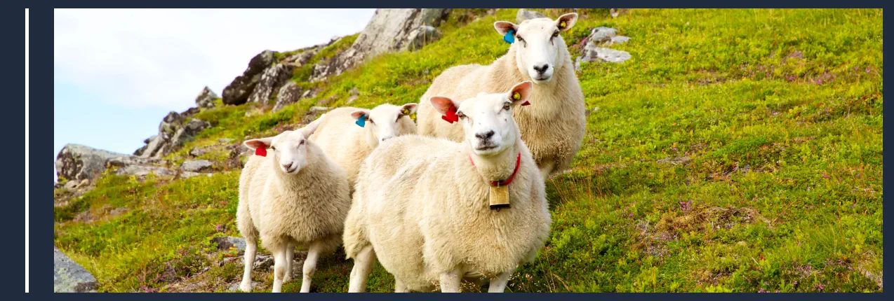 Animales de Granja - Ovejas