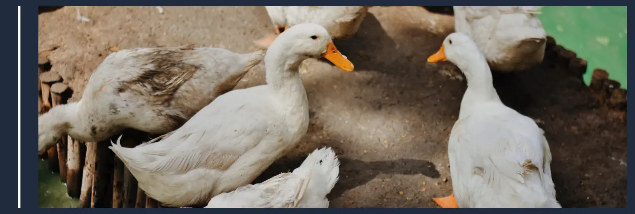 Animales de Granja - Pato Pekín
