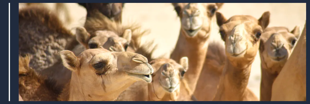 Animales en una Granja - Camellos
