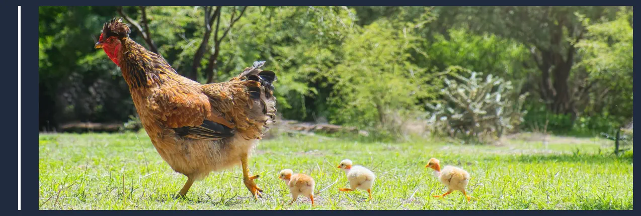 Animales en una Granja - Gallina y Pollitos