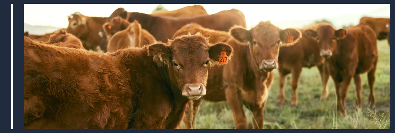 Animales más Comunes en una Granja