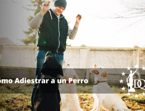 Cómo Adiestrar a un Perro. Trucos y Consejos