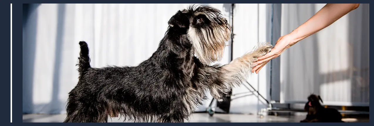 Cómo Adiestrar un Perro – Dar la Pata Cómo Adiestrar un Perro - Dar la Pata