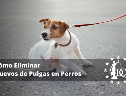 Cómo Eliminar Huevos de Pulgas en Perros